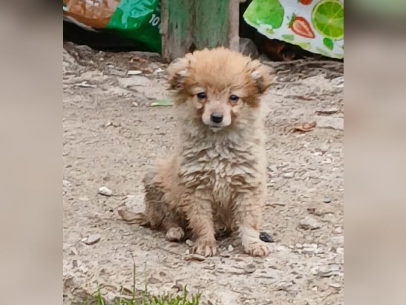 Greg - neugierig und verspielt