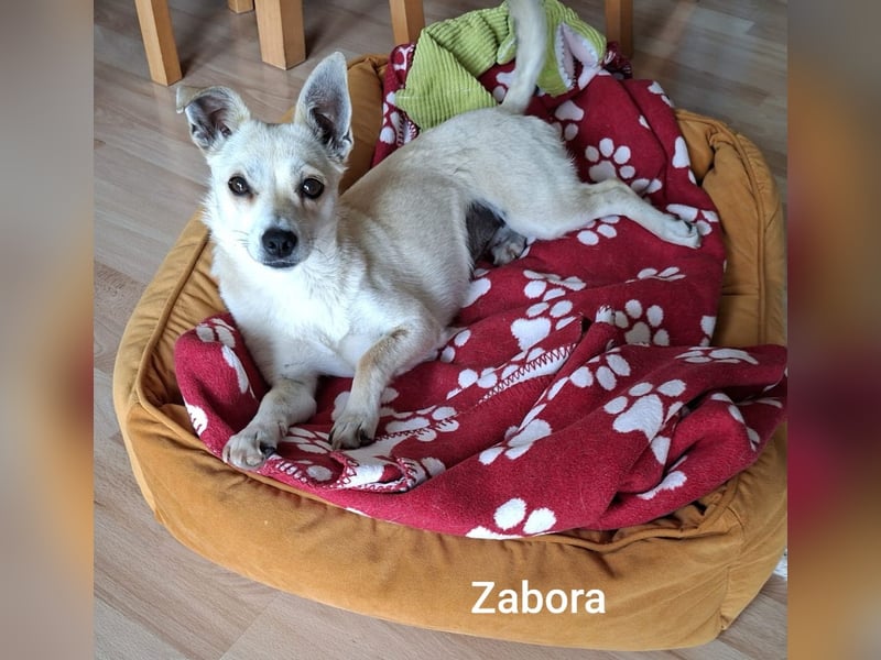 Kleines Wesen mit großem Herzen………….
