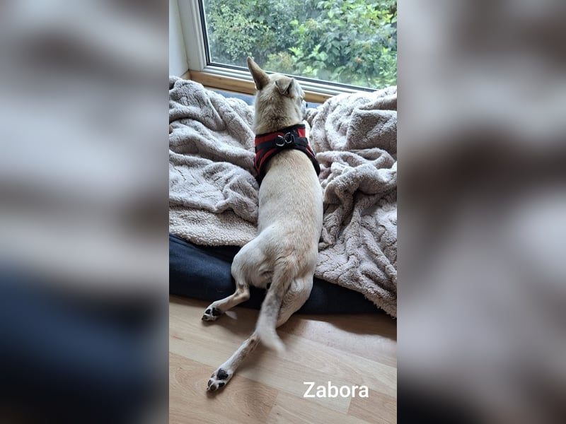 Kleines Wesen mit großem Herzen………….