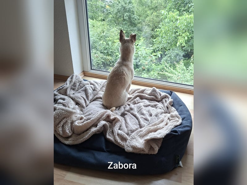 Kleines Wesen mit großem Herzen………….