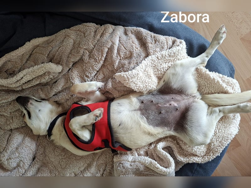 Kleines Wesen mit großem Herzen………….