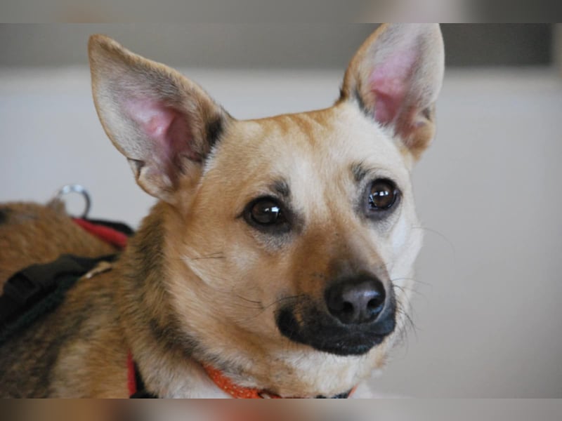 Tapsi (auf Pflegestelle in Celle)