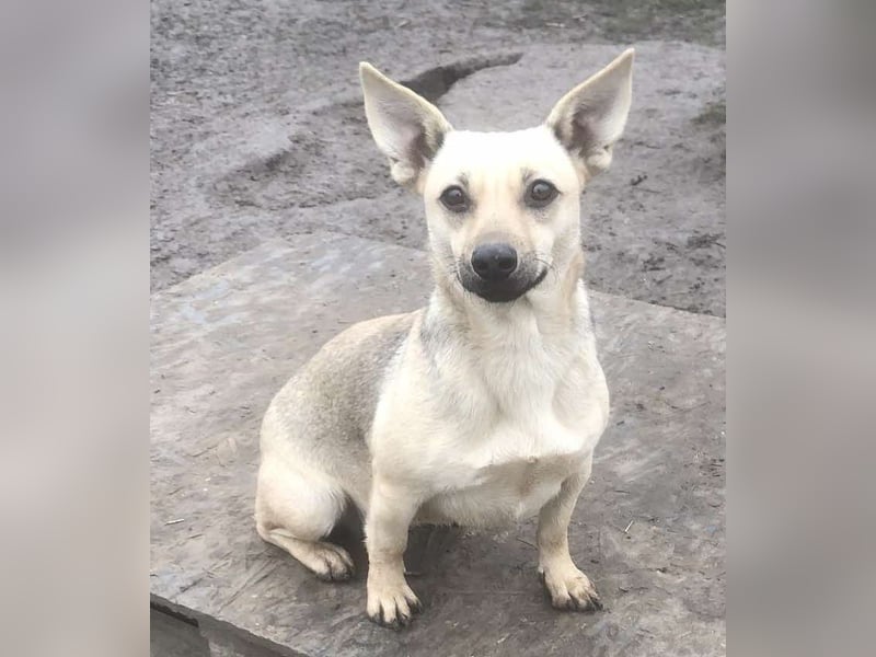 Tapsi (auf Pflegestelle in Celle)