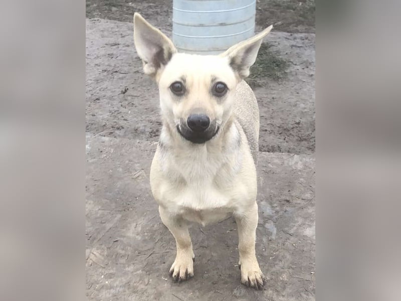 Tapsi (auf Pflegestelle in Celle)