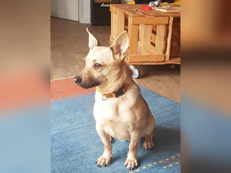 Tapsi (auf Pflegestelle in Celle)