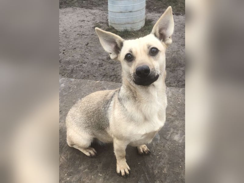 Tapsi (auf Pflegestelle in Celle)