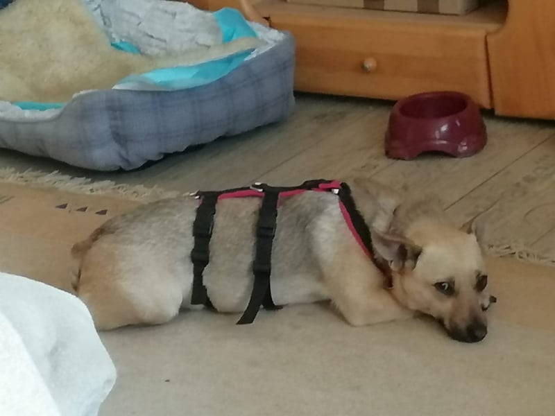 Tapsi (auf Pflegestelle in Celle)