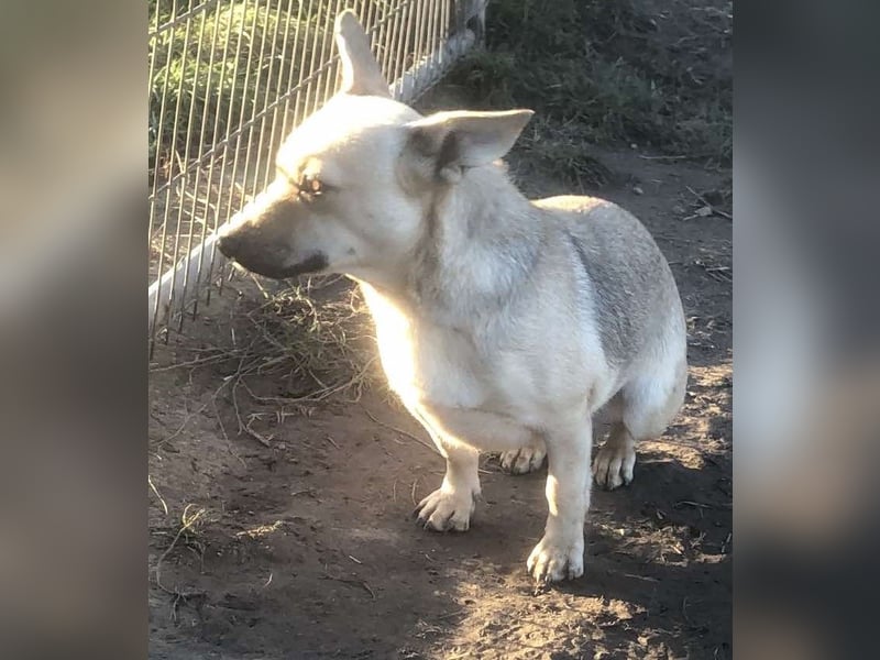 Tapsi (auf Pflegestelle in Celle)