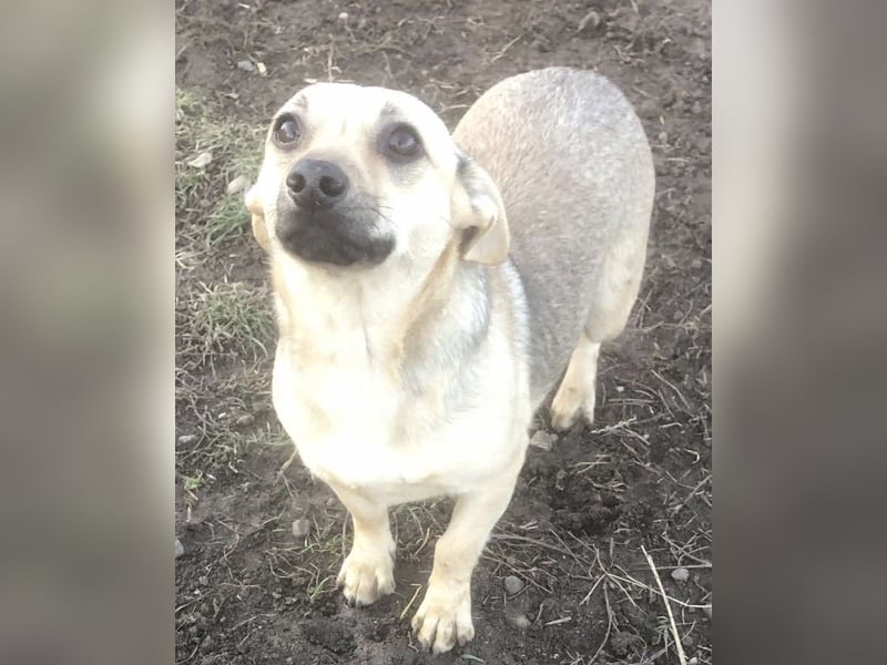 Tapsi (auf Pflegestelle in Celle)