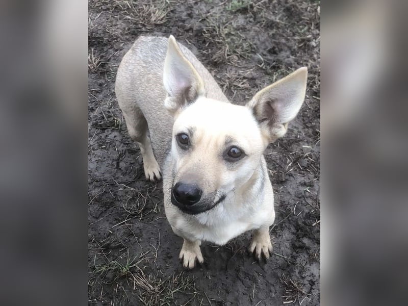 Tapsi (auf Pflegestelle in Celle)