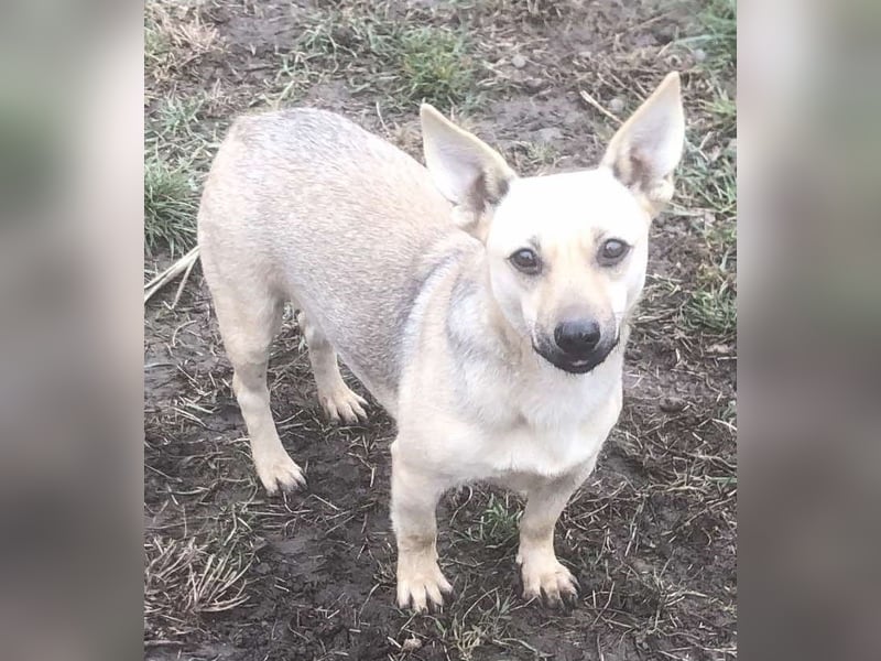 Tapsi (auf Pflegestelle in Celle)