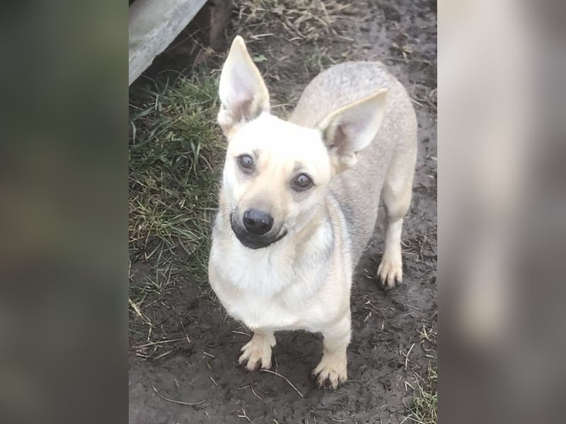 Tapsi (auf Pflegestelle in Celle)