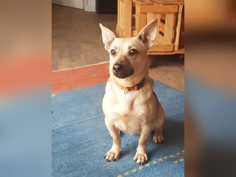 Tapsi (auf Pflegestelle in Celle)