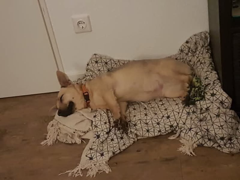 Tapsi (auf Pflegestelle in Celle)