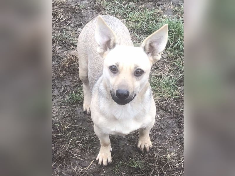 Tapsi (auf Pflegestelle in Celle)