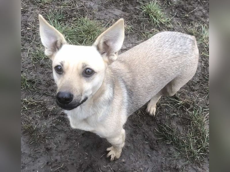 Tapsi (auf Pflegestelle in Celle)