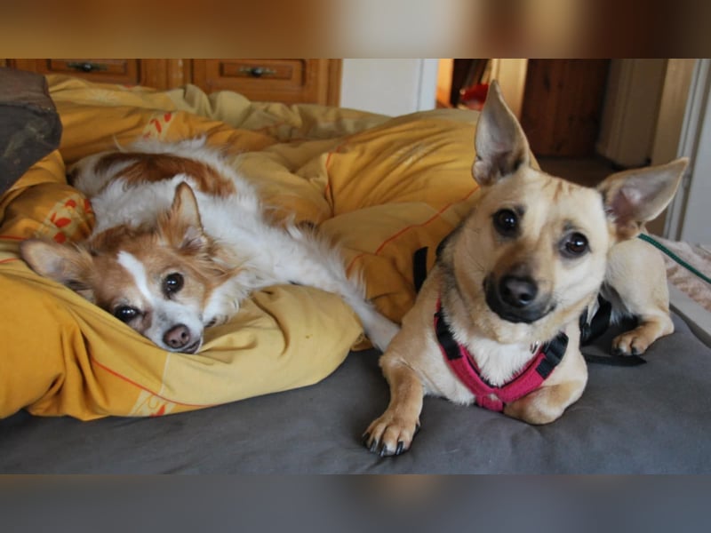 Tapsi (auf Pflegestelle in Celle)