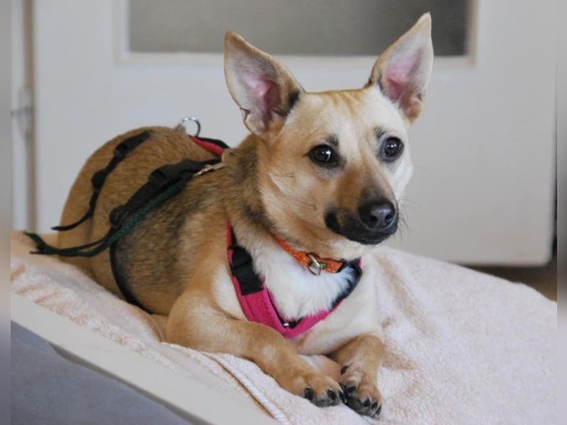 Tapsi (auf Pflegestelle in Celle)