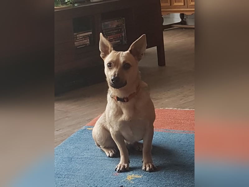 Tapsi (auf Pflegestelle in Celle)