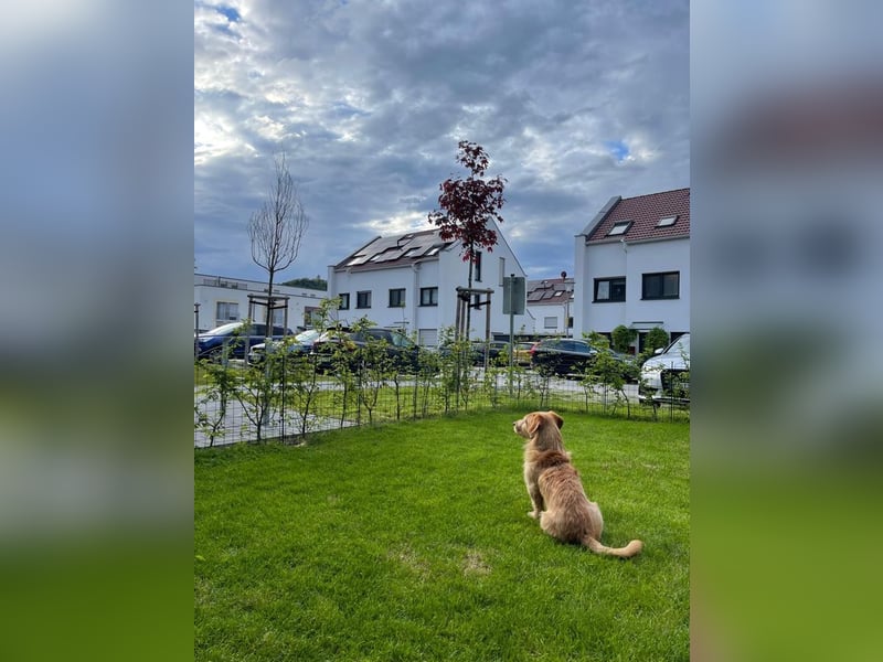 Husi - bereits in Deutschland - sucht ein neues Zuhause