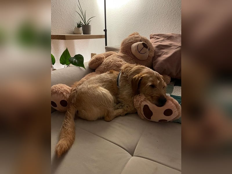 Husi - bereits in Deutschland - sucht ein neues Zuhause