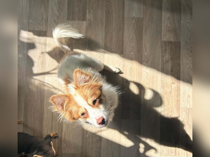 Kleine Zaubermaus Foxy sucht Ihr Glück