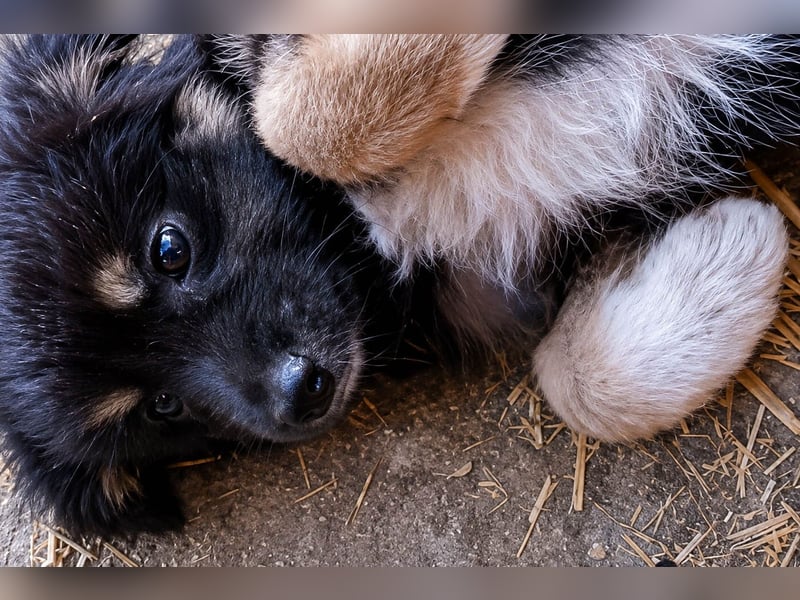 18M ist ein kleiner, flauschiger Herzensbrecher