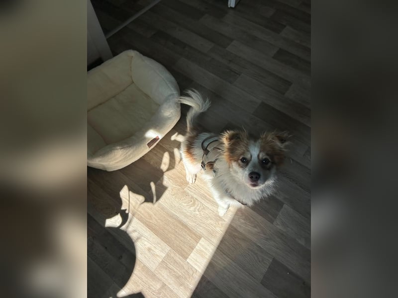 Kleine Zaubermaus Foxy sucht Ihr Glück