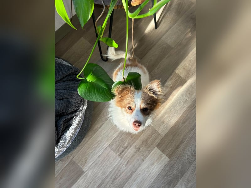 Kleine Zaubermaus Foxy sucht Ihr Glück