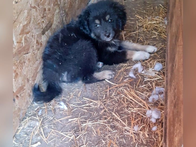 18M ist ein kleiner, flauschiger Herzensbrecher