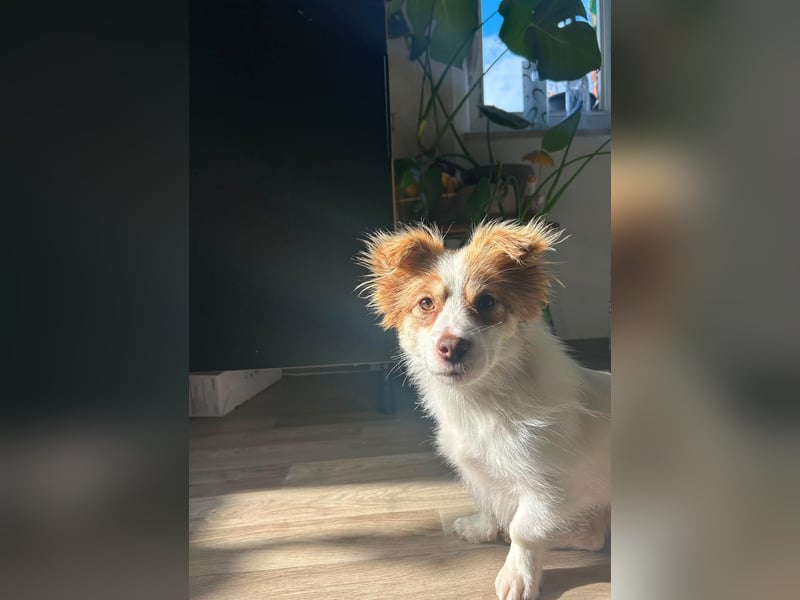 Kleine Zaubermaus Foxy sucht Ihr Glück