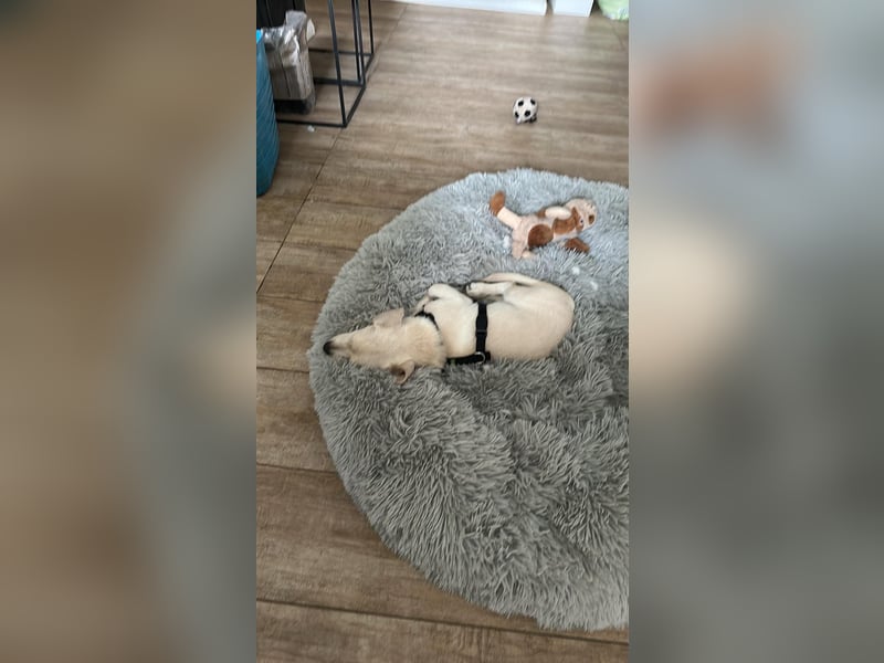 Fritzi ist ein süßer, verschmuster Zwerg