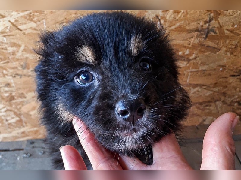 18M ist ein kleiner, flauschiger Herzensbrecher
