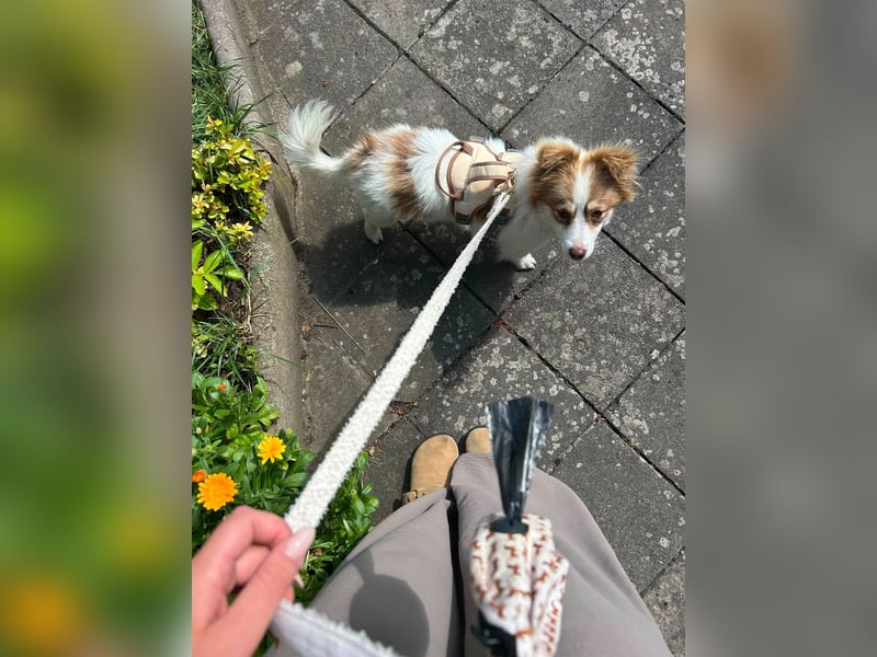 Kleine Zaubermaus Foxy sucht Ihr Glück