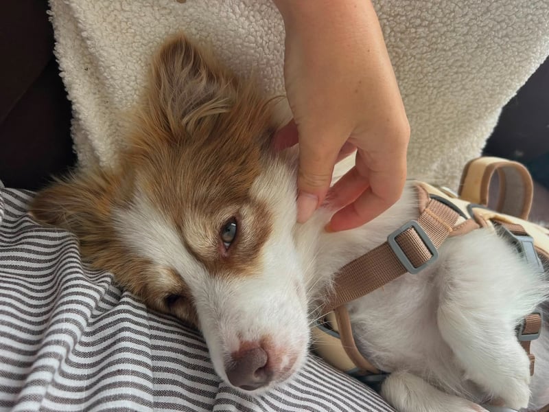 Kleine Zaubermaus Foxy sucht Ihr Glück