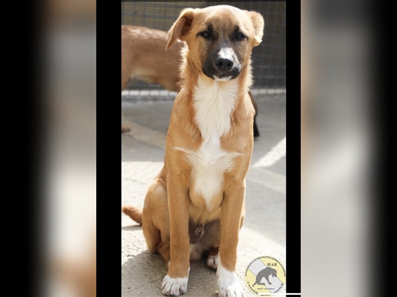 Lias, Mischlingsrüde