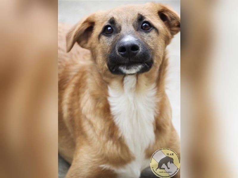 Lias, Mischlingsrüde