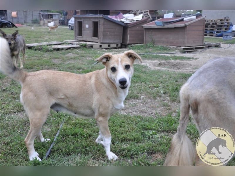 Gloria, Mischlingshündin 