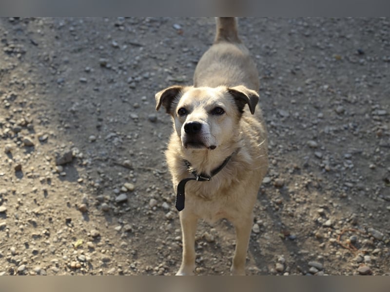 Boton, Mischlingsrüde