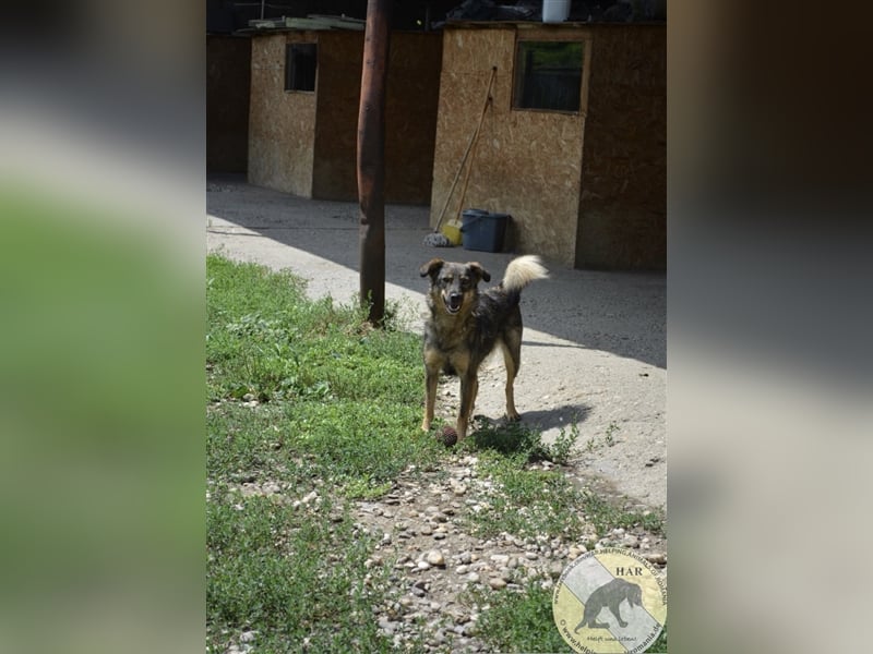 Ivy Blue, Mischlingshündin 