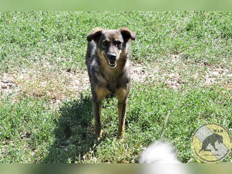 Ivy Blue, Mischlingshündin 