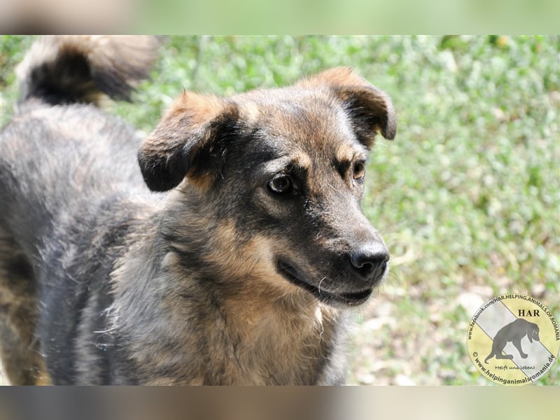 Ivy Blue, Mischlingshündin 