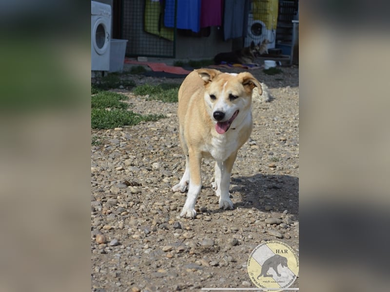 Gloria, Mischlingshündin 