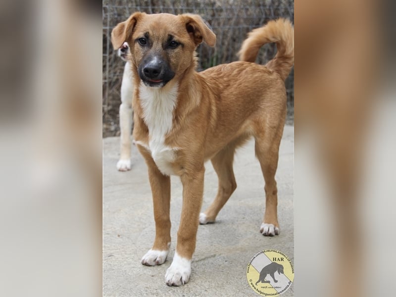 Lias, Mischlingsrüde