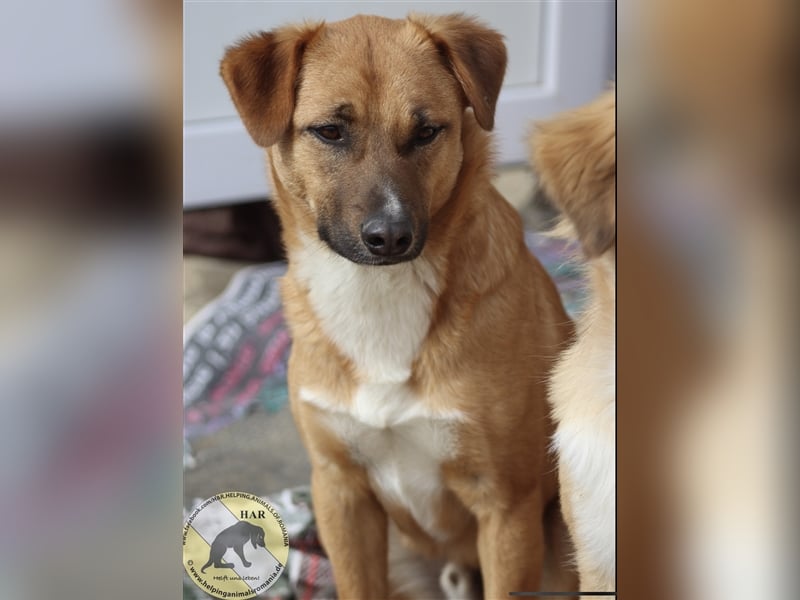 Lias, Mischlingsrüde