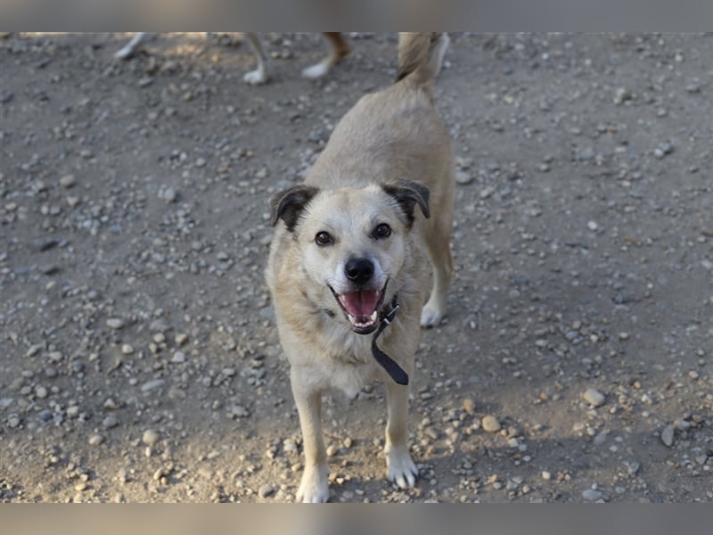 Boton, Mischlingsrüde