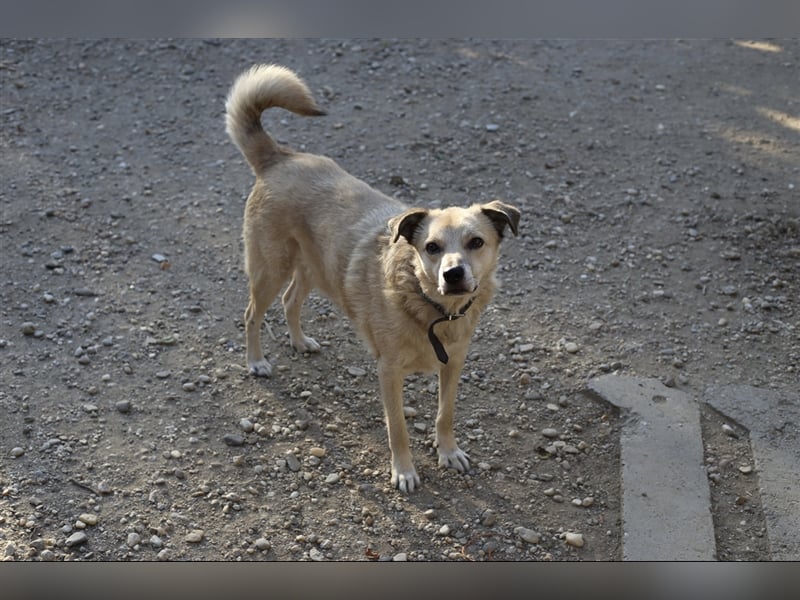 Boton, Mischlingsrüde