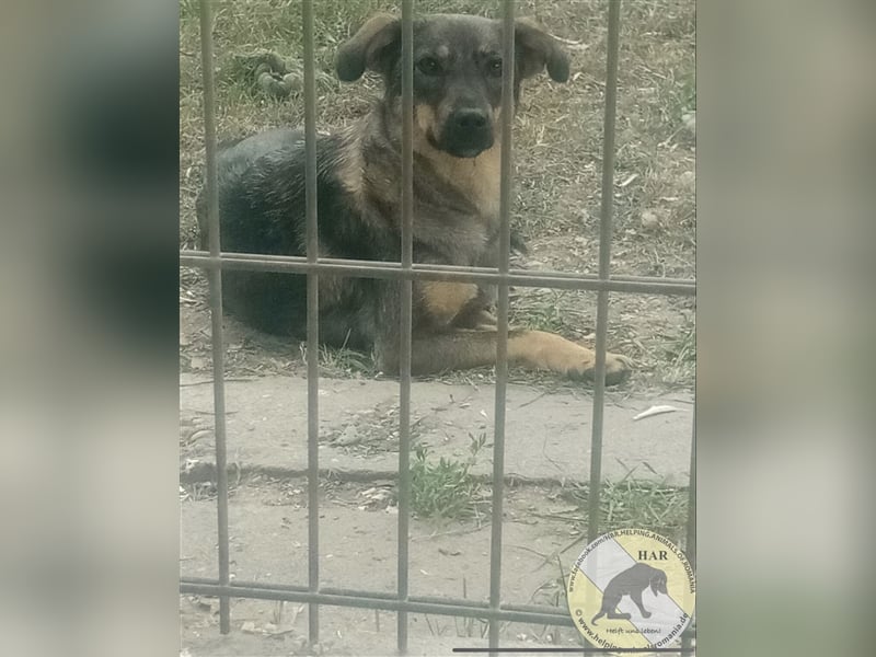 Ivy Blue, Mischlingshündin 