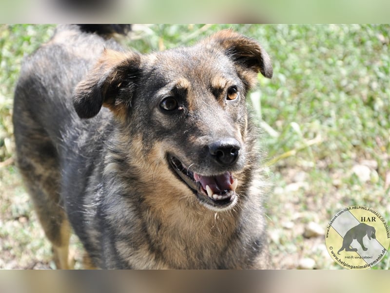 Ivy Blue, Mischlingshündin 