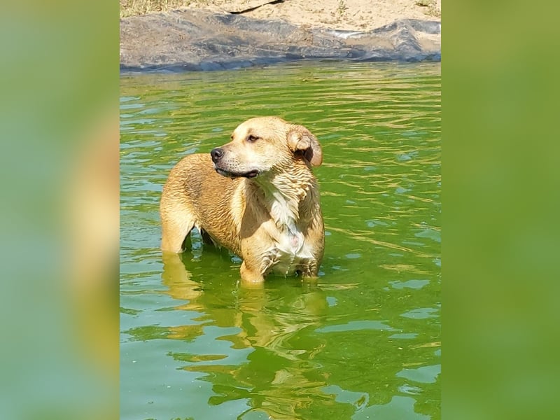 Fredi, Rüde, 3 Jahre ist ein toller Familienhund